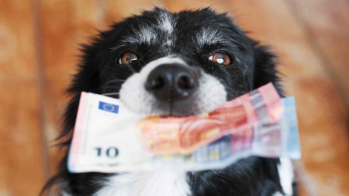 Border collie dog holding Euro notes in his mouth