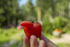 Hand Holding A Small Red Deformed Tomato