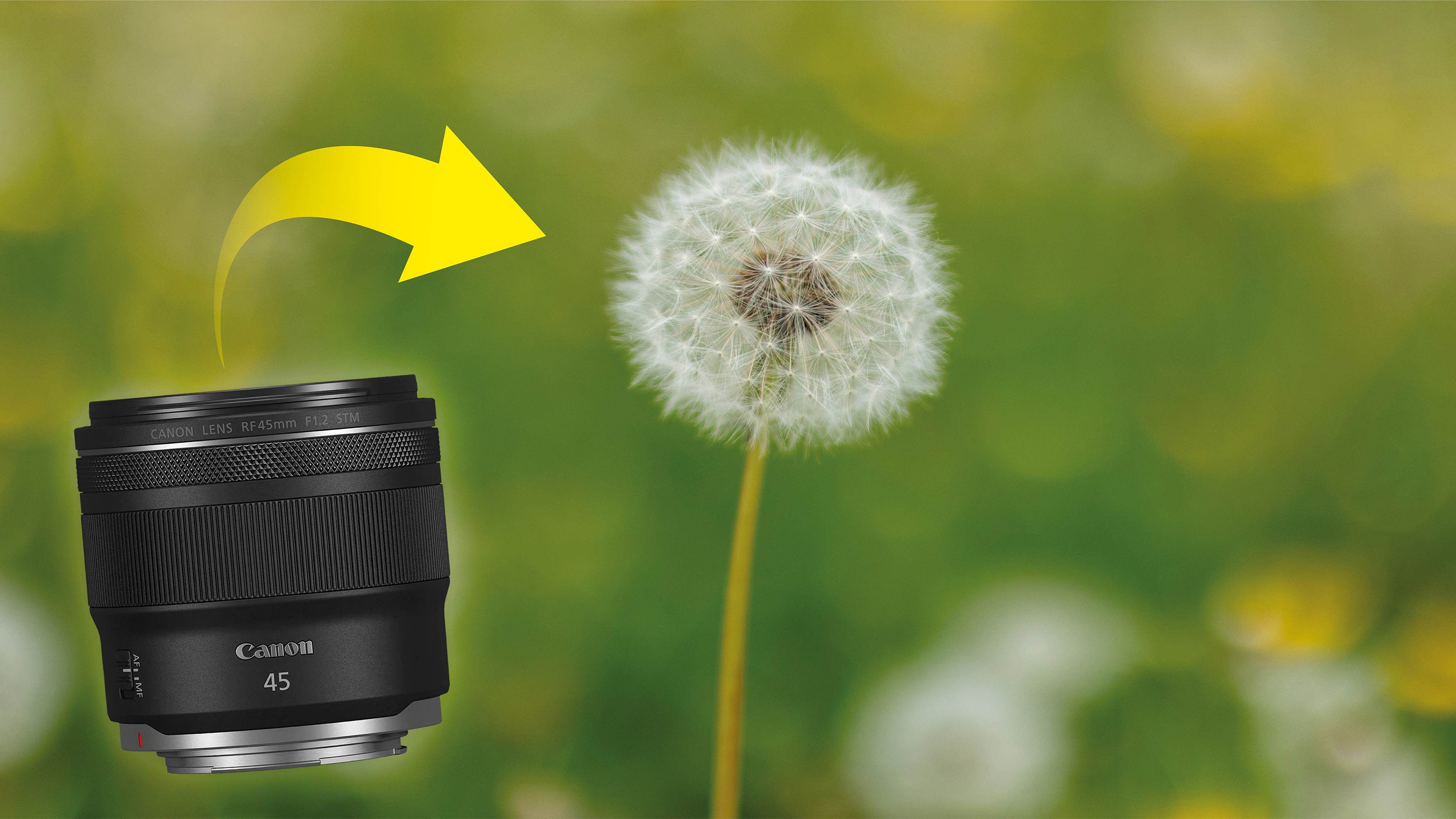 Shallow depth of field dandelion flowers