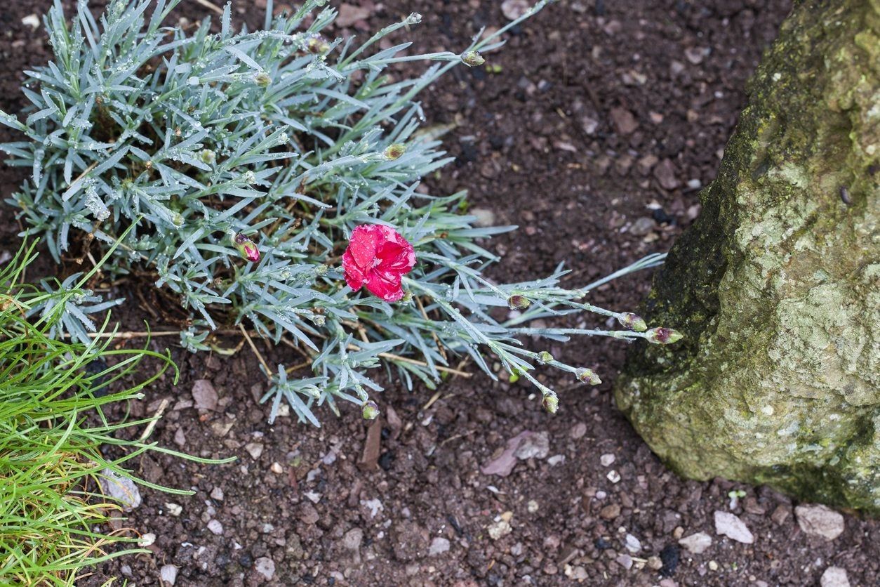 Clove Pink Herb Plant In Garden