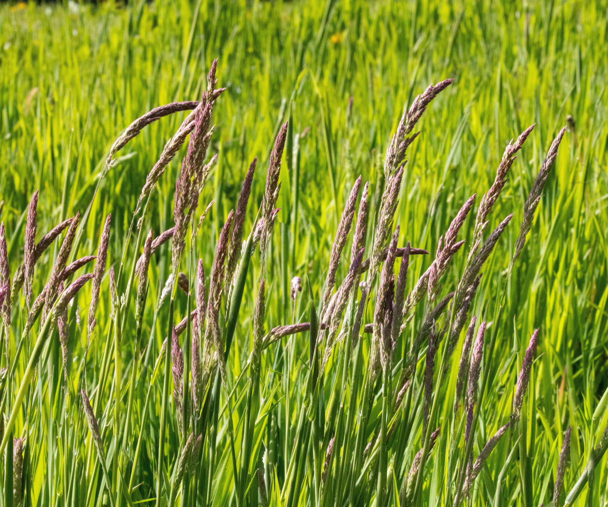 Couch grass with flowering tips