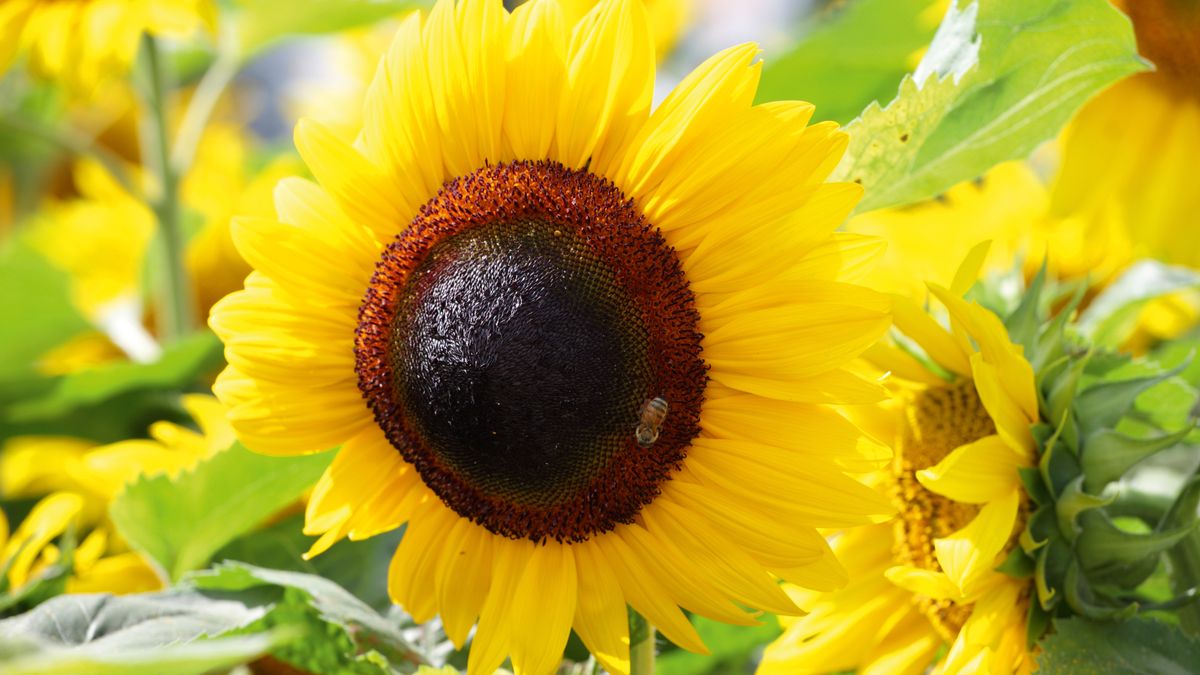 Comment faire pousser des tournesols