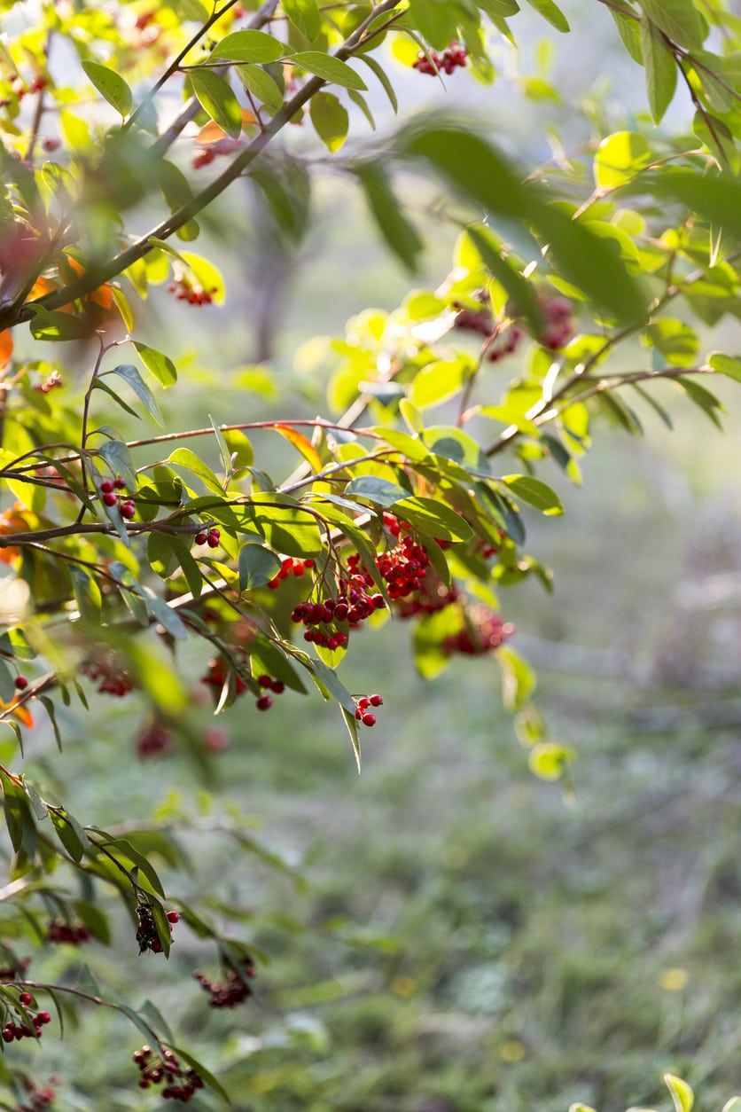 Mayhaw Fruit Tree