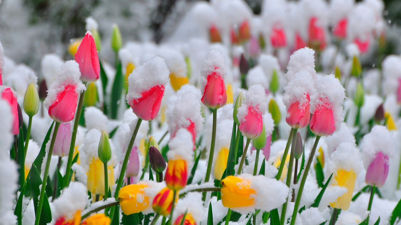 tulips covered with snow