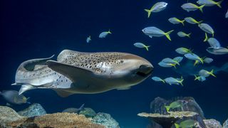 Adult zebra shark swimming amongst fish.