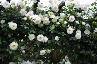 climbing white floribunda roses on a trellis