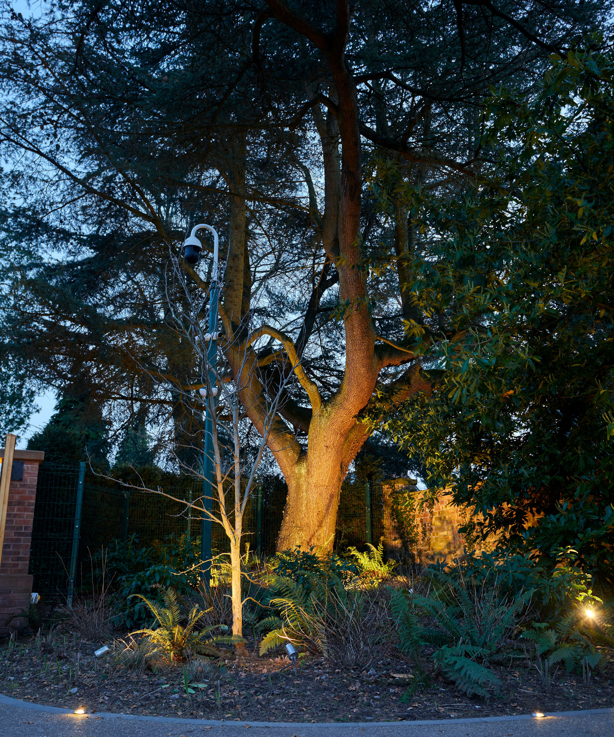outdoor lighting design with uplit trees and plants