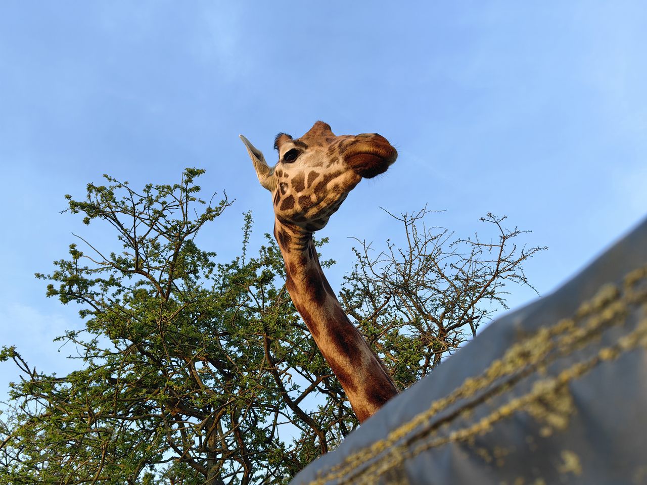 Huawei P60 Pro review sample images