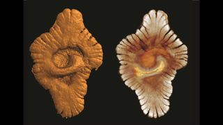 An example of a "macrofossil" from Gabon that could represent complex life.