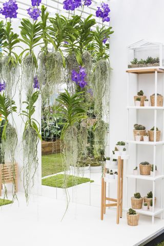 Orchid plants hanging in a shower room