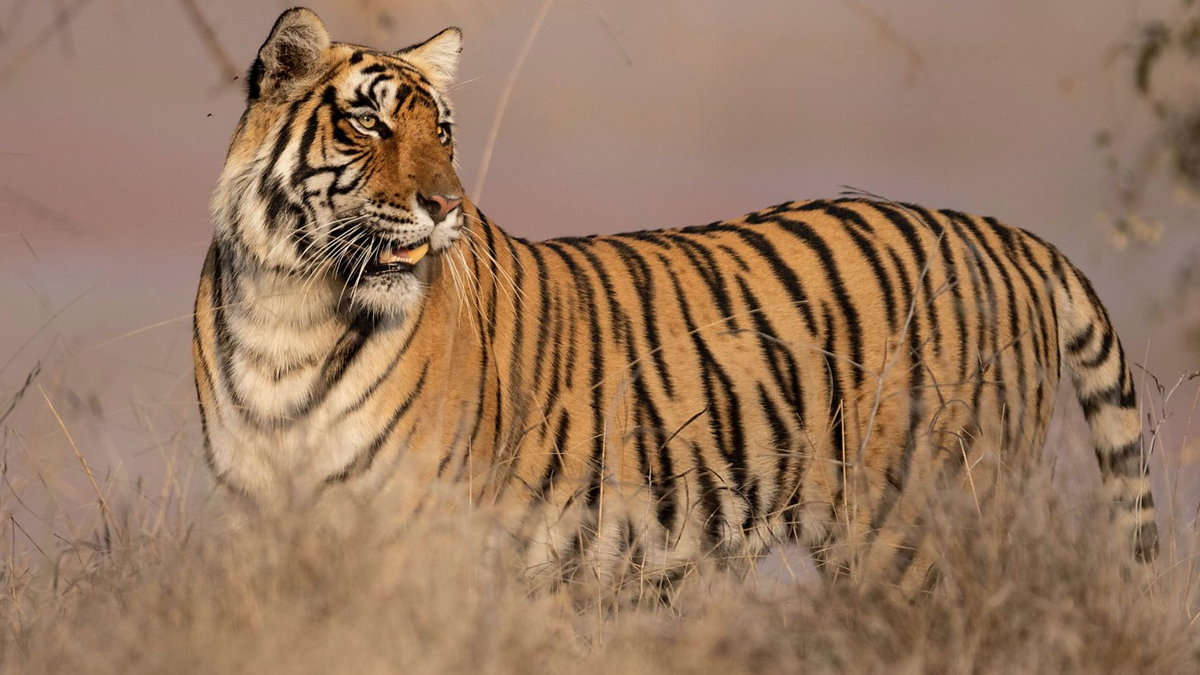 Tigress Riddhi is the Queen of Ranthambhore&#039;s lake territory in My Tiger Family