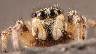 Zebra spider close-up
