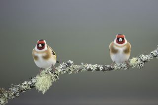 finches