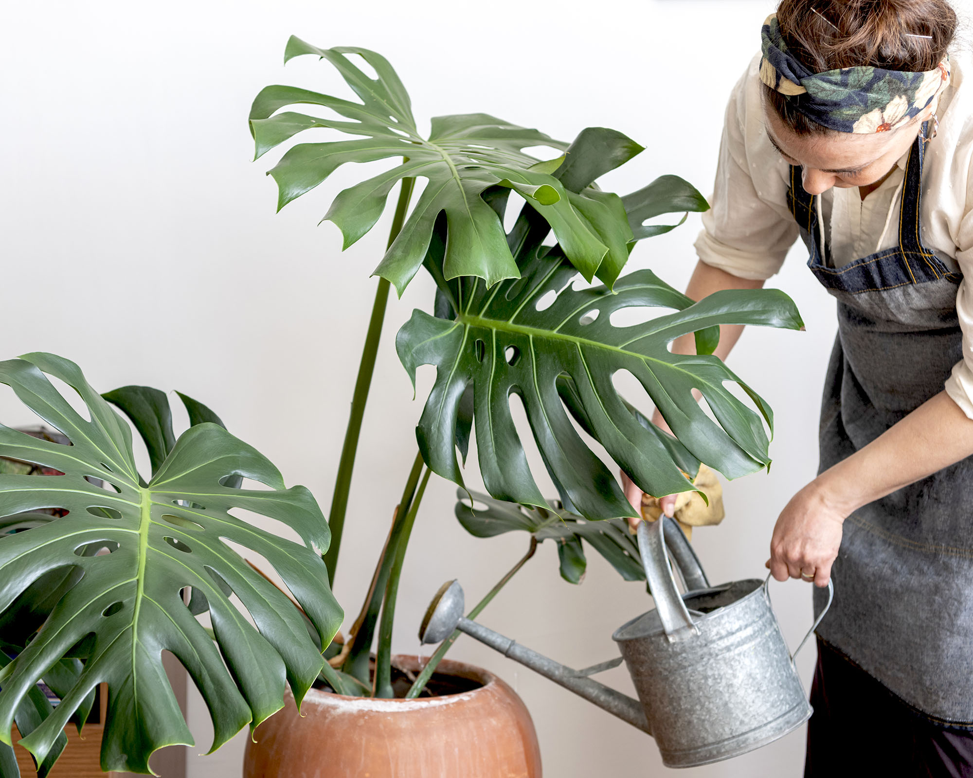 Gardener waters Swiss cheese plant Monstera deliciosa with a galvanized steel watering can