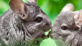 Two chinchilla