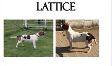 Lattice.jpg