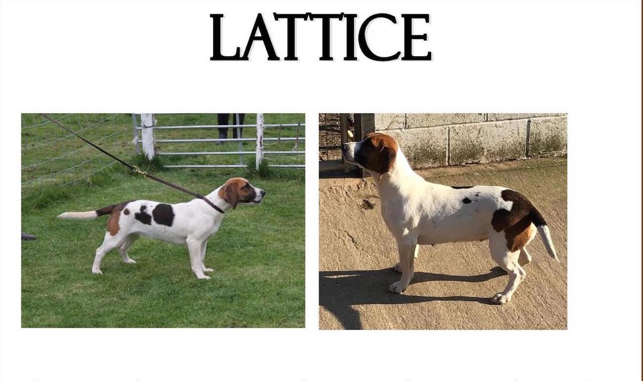 Lattice.jpg