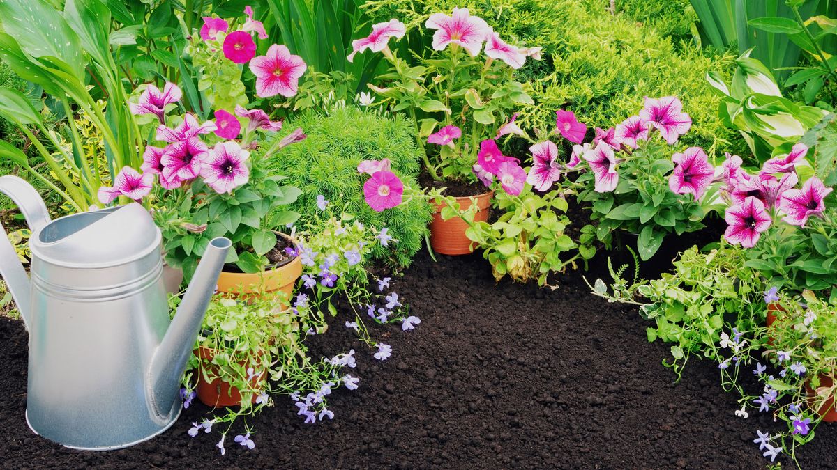 Wildlife Lovers, Here are the 3 Reasons Why You Should Leave a Patch of Bare Soil in Your Backyard