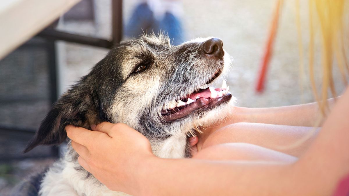 Close-up of the face of a dog held in the hands of a girl