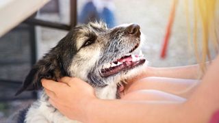 Close-up of the face of a dog held in the hands of a girl