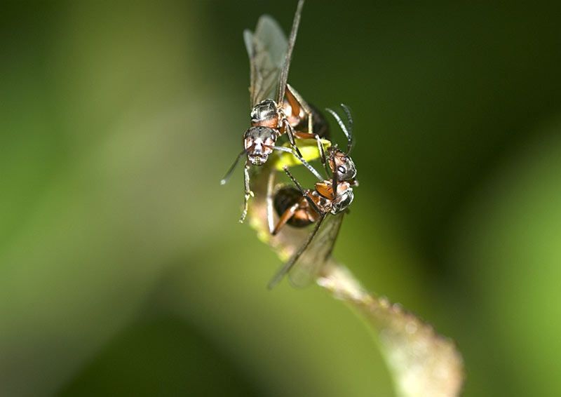 two southern wood ants during nuptial phase