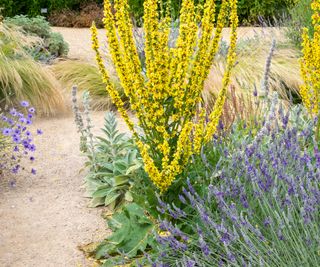 Yellow verbascum, lavender, lamb's ears and ornamental grasses in a dry garden