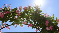 A pink-flowering mandevilla growing over an arch against a sunny blue sky