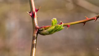 young bramble stem