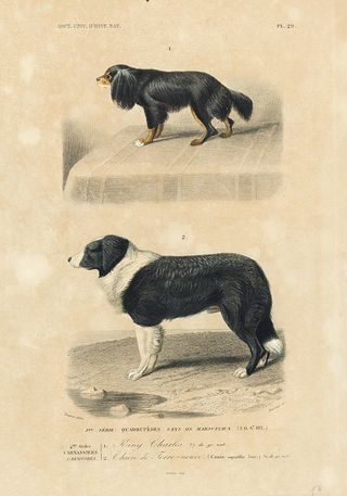 an illustration of dogs in John Derian’s Picture Book