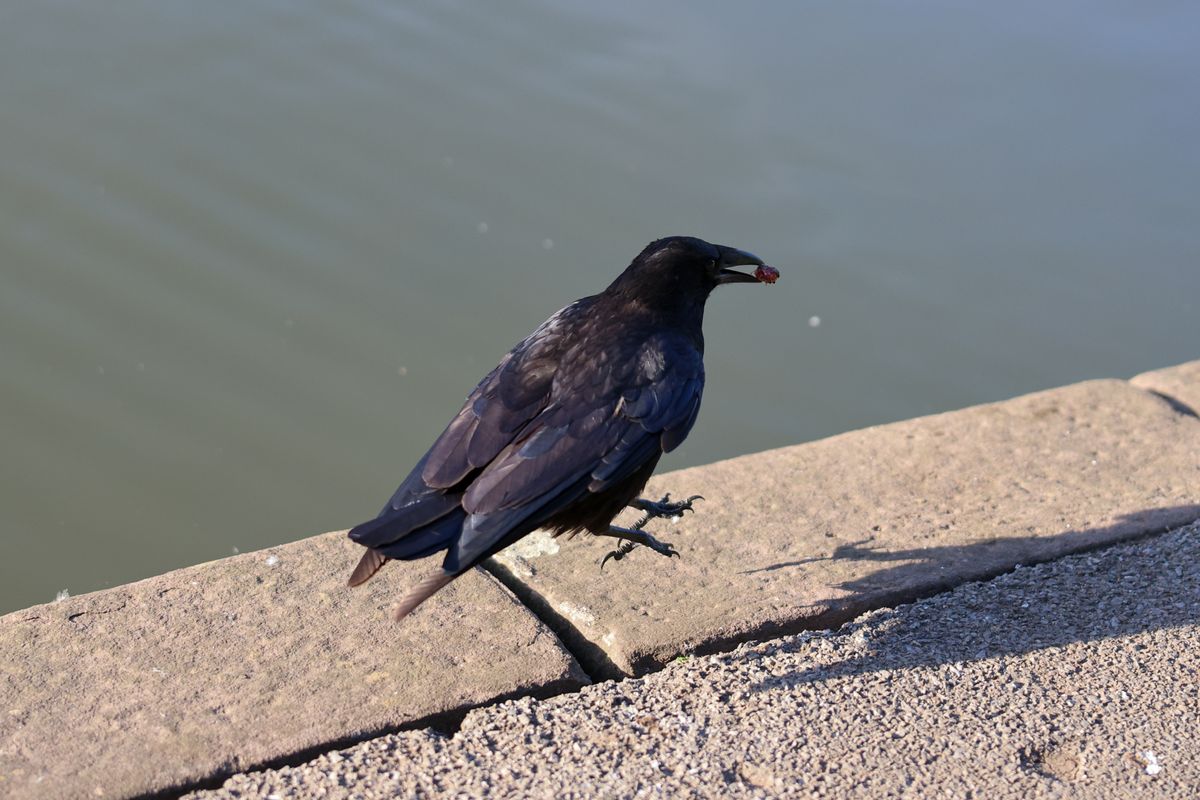A photo of a bird taken on a Canon EOS R6 Mark III