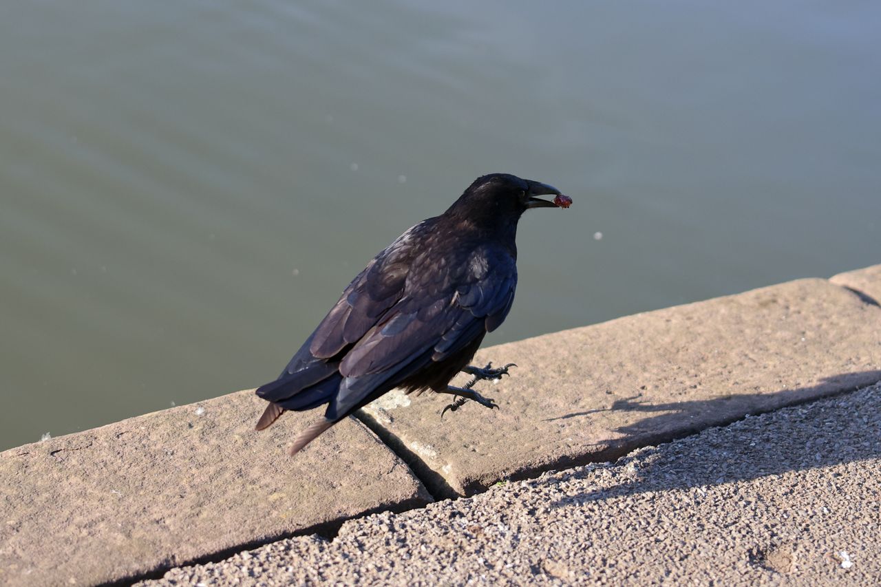 A photo of a bird taken on a Canon EOS R6 Mark III