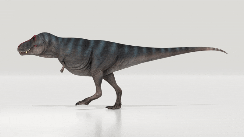 Researchers calculated T. rex walking speed by modeling the movement of its flexible tail.