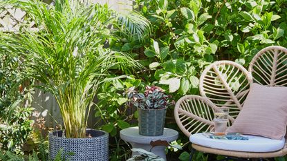 Garden chair surrounded by potted plants showing Chelsea Flower Show tip
