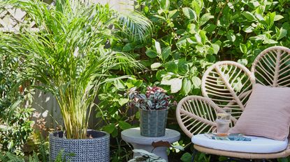 Garden chair surrounded by potted plants Chelsea Flower Show tip