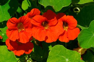 lowering nasturtium (Tropaeolum majus)