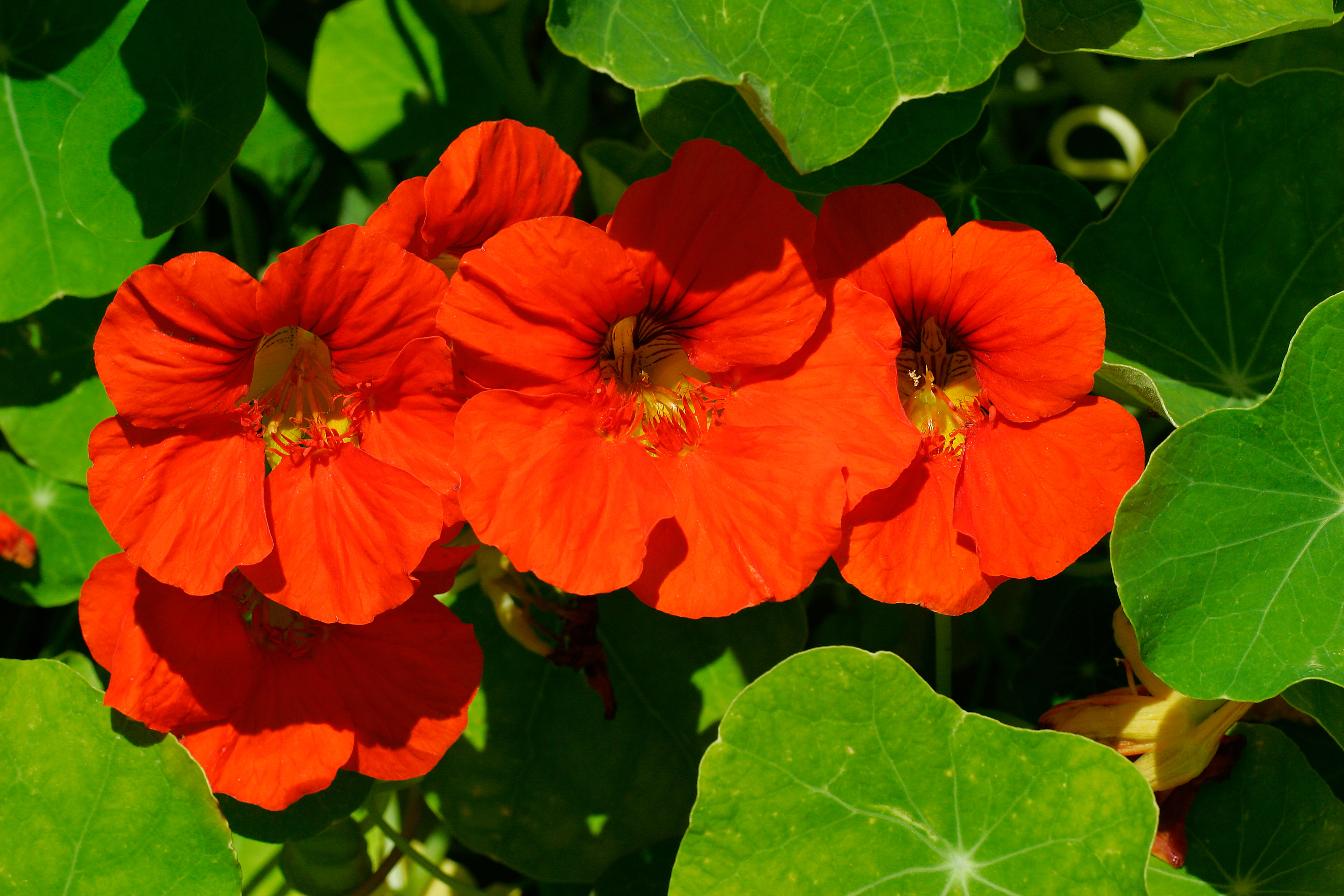 lowering nasturtium (Tropaeolum majus)