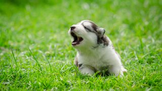 Husky puppy howling