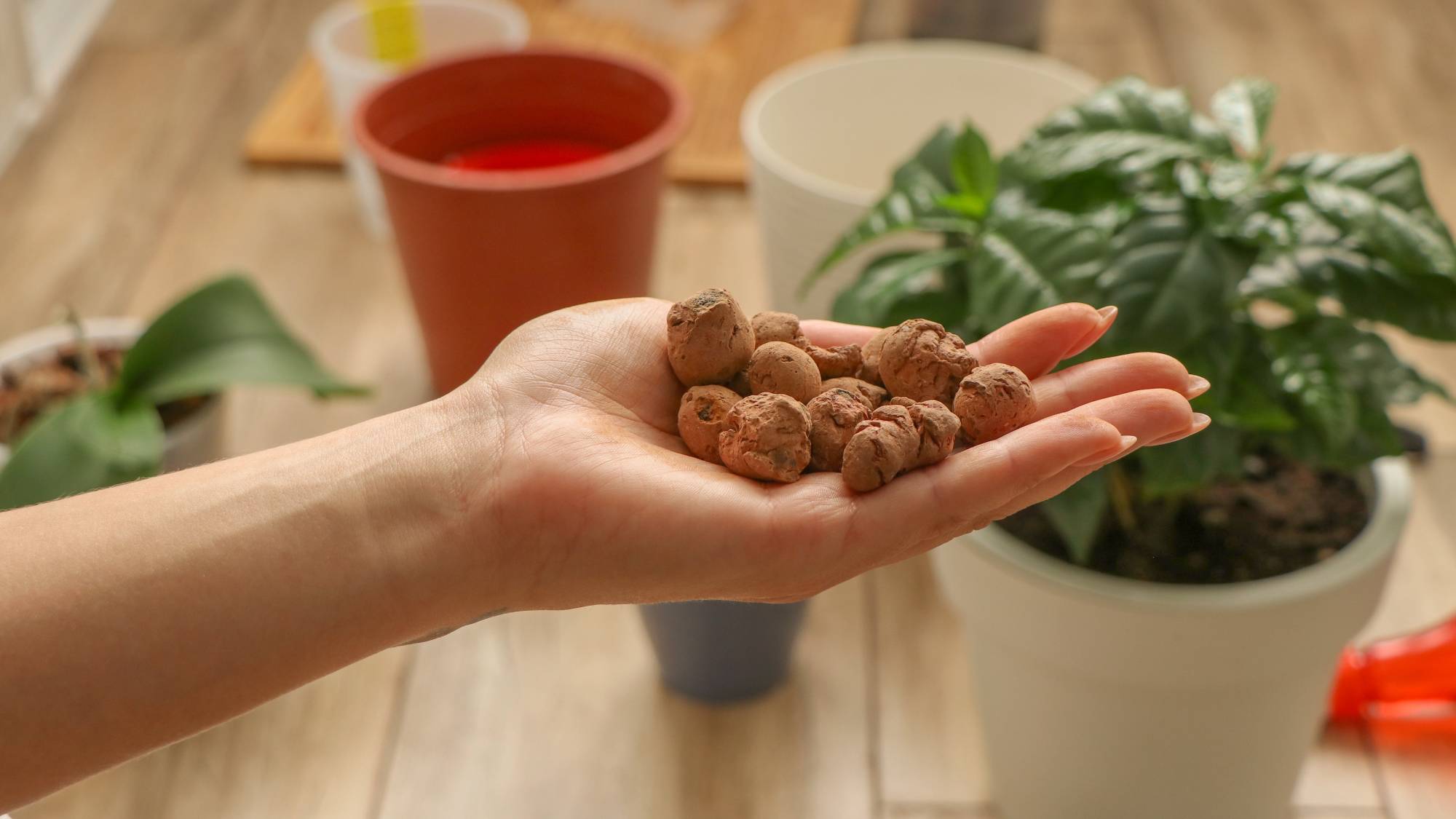 Woman&#039;s hand holds LECA clay balls in front of houseplant