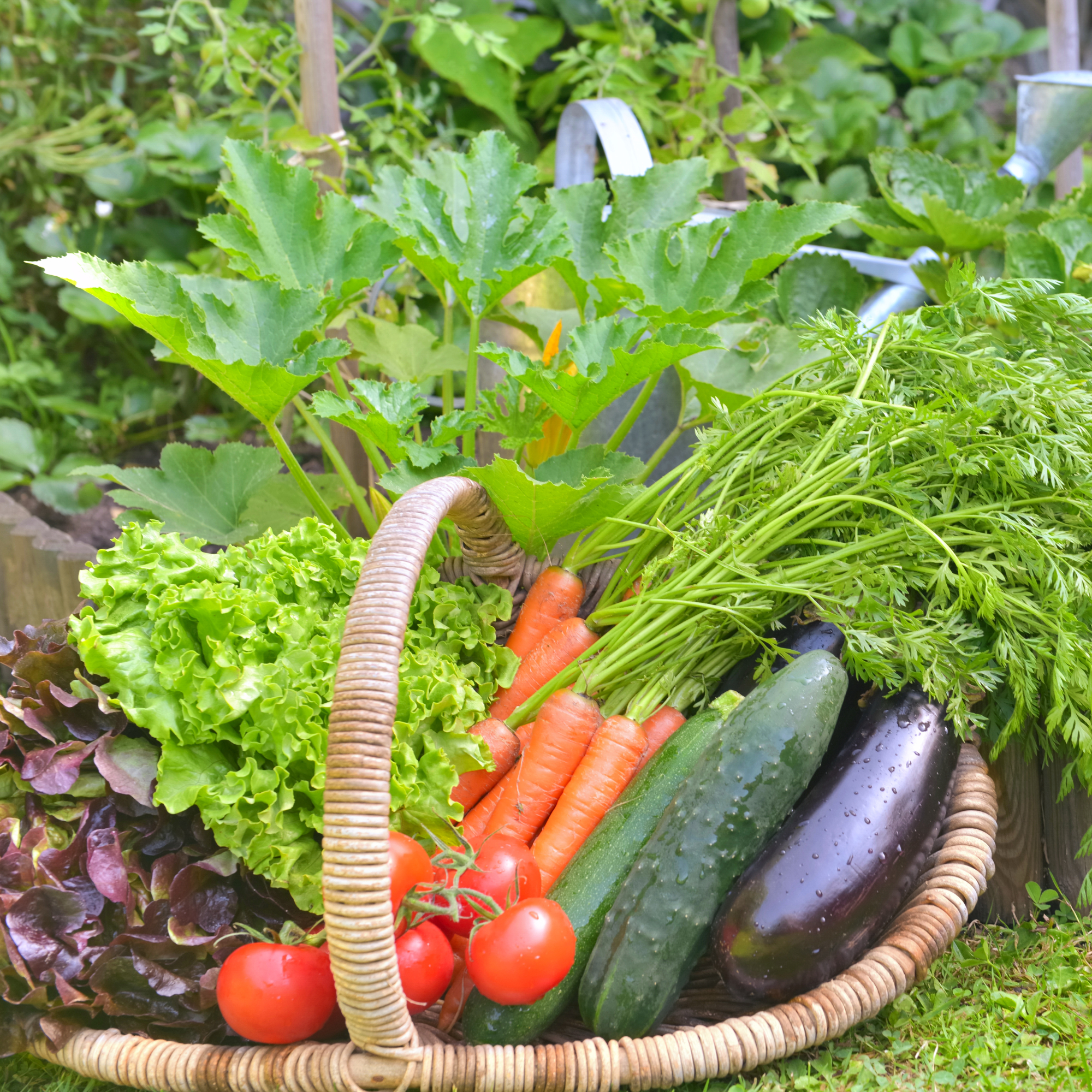 basket full of vegetables in front of veggie garden