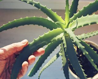 Inspecting health of leaves on aloe vera plant