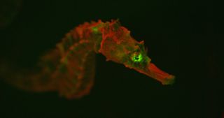 The fluorescent seahorse Hippocampus erectus