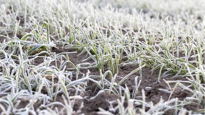 How to stop soil freezing in winter