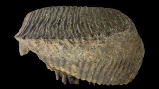 Зъб на мамут от сайта.