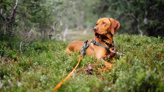 Dog on leash relaxing on forest floor