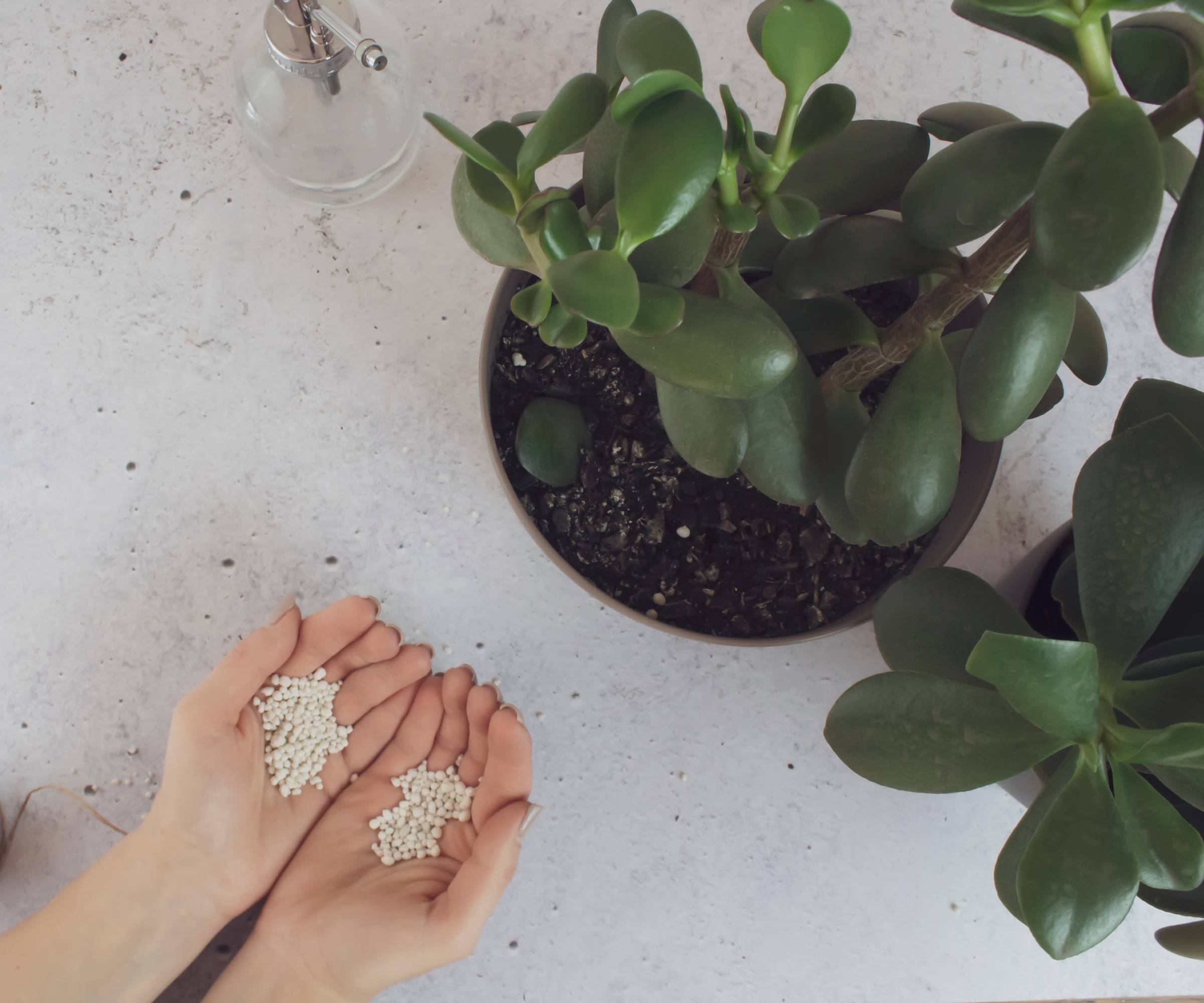 Hands holding granular fertilizer next to a potted jade plant