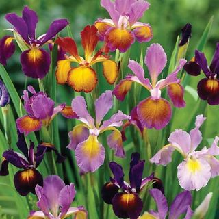 Iris Metallic Mixture 50 Bulbs 