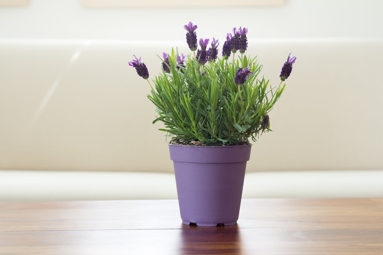 Can You Grow Lavender Indoors: Learn About Growing Lavender Plants Inside
