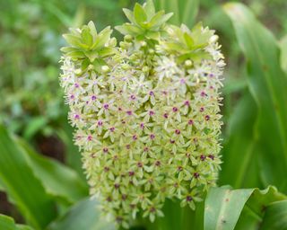 Pineapple lily flowers