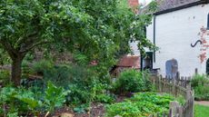 An old house with an apple tree growing in a vegetable garden bed