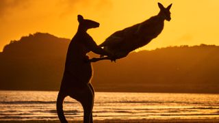 Two wallabies play (or fight) on an Australian beach against an orange sunrise.